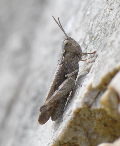 Réf. 248 214 : Omocestus raymondi raymondi